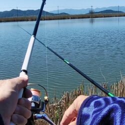 ホンモロコ釣り終盤